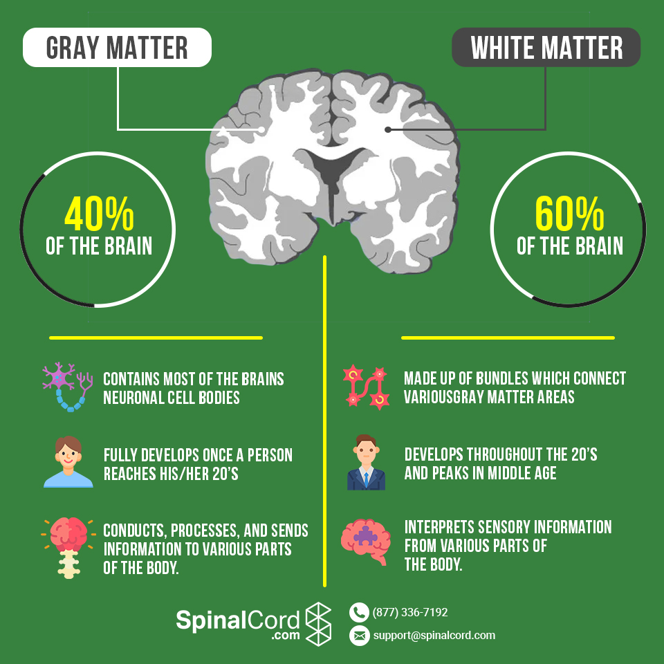 Gray matter store and white matter